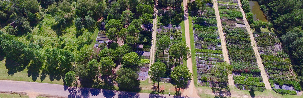 Louisiana Growers Whole Nursery Amite La Overhead Shot Of Nursery