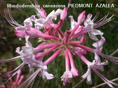 Rhododendron canescens Piedmont  Azalea