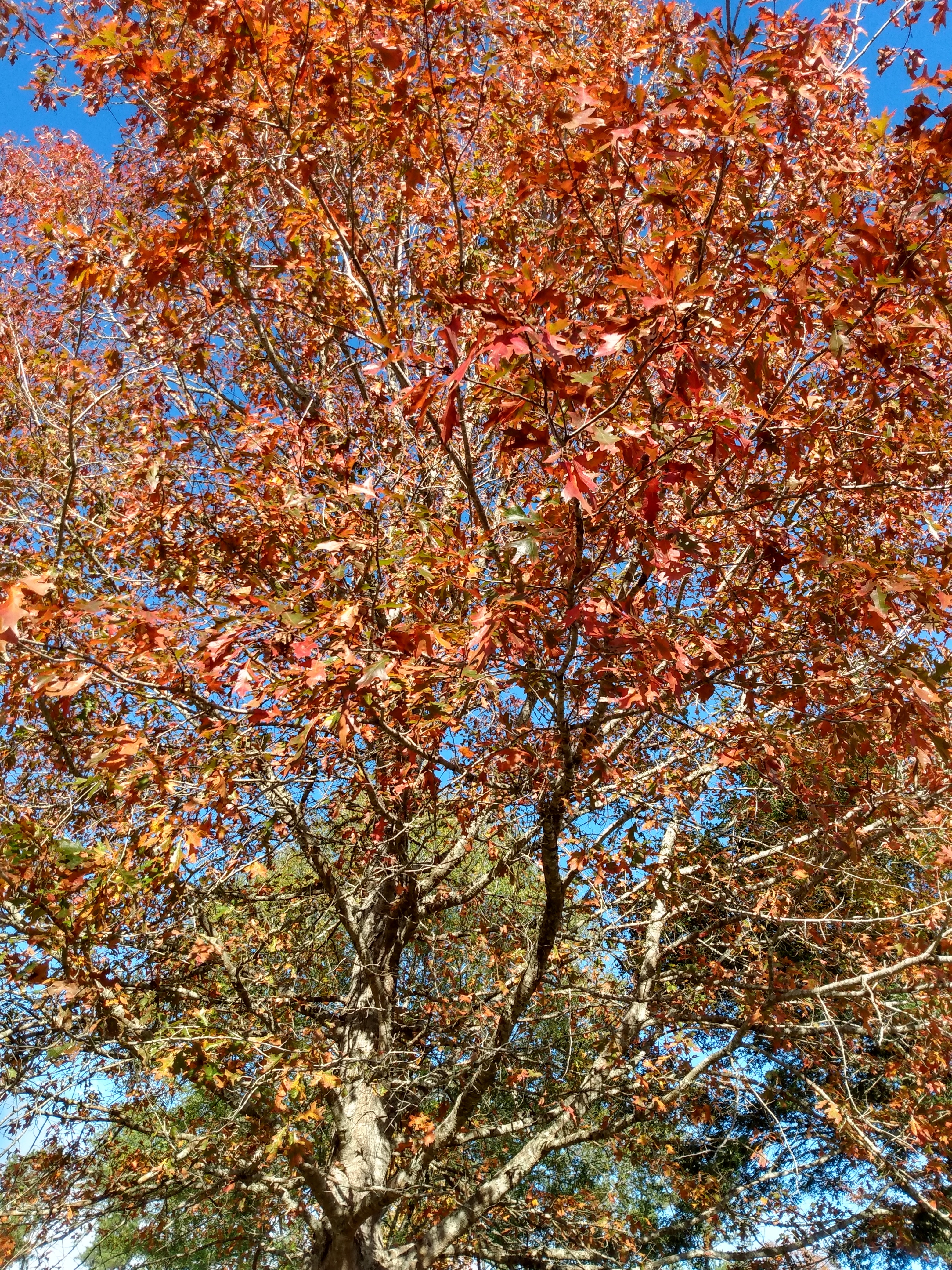 Quercus nuttallii Nuttall Oak fall color